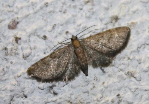 Réf. 219 621 : Eupithecia haworthiata